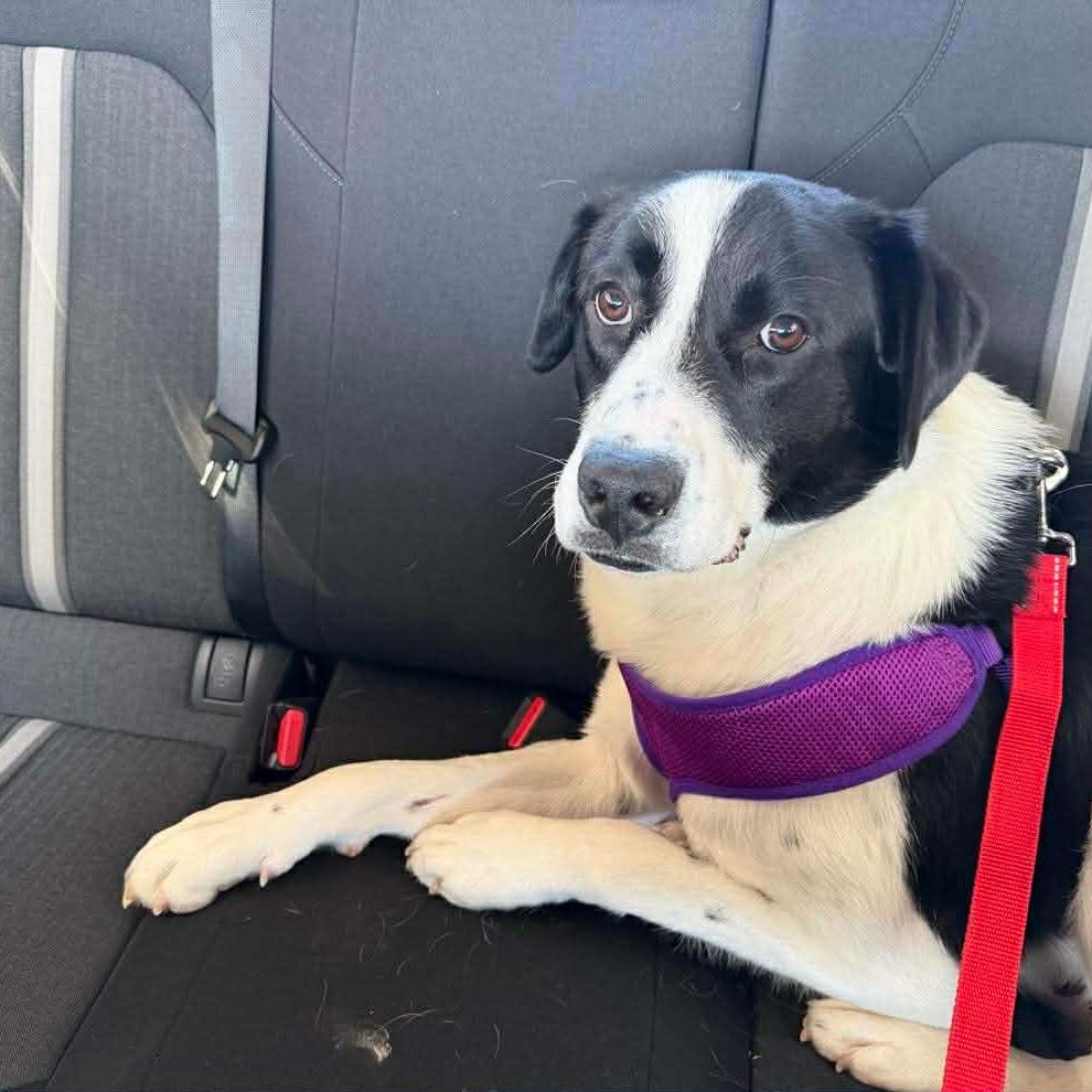 Enlarge Hobbit, a Adoptable Mixed Breed in Jackson, MO image 6/6