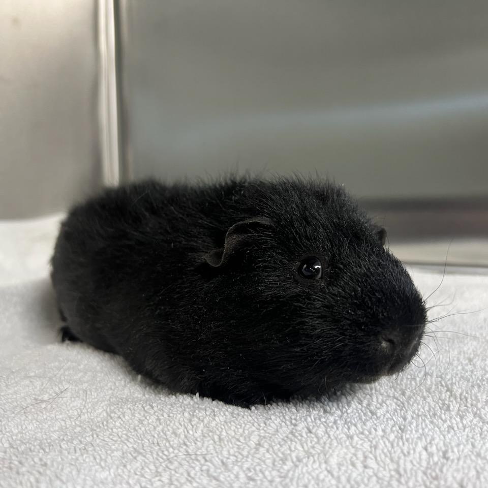 Enlarge Biggie, a Adoptable Guinea Pig in Greensburg, PA image 2/2