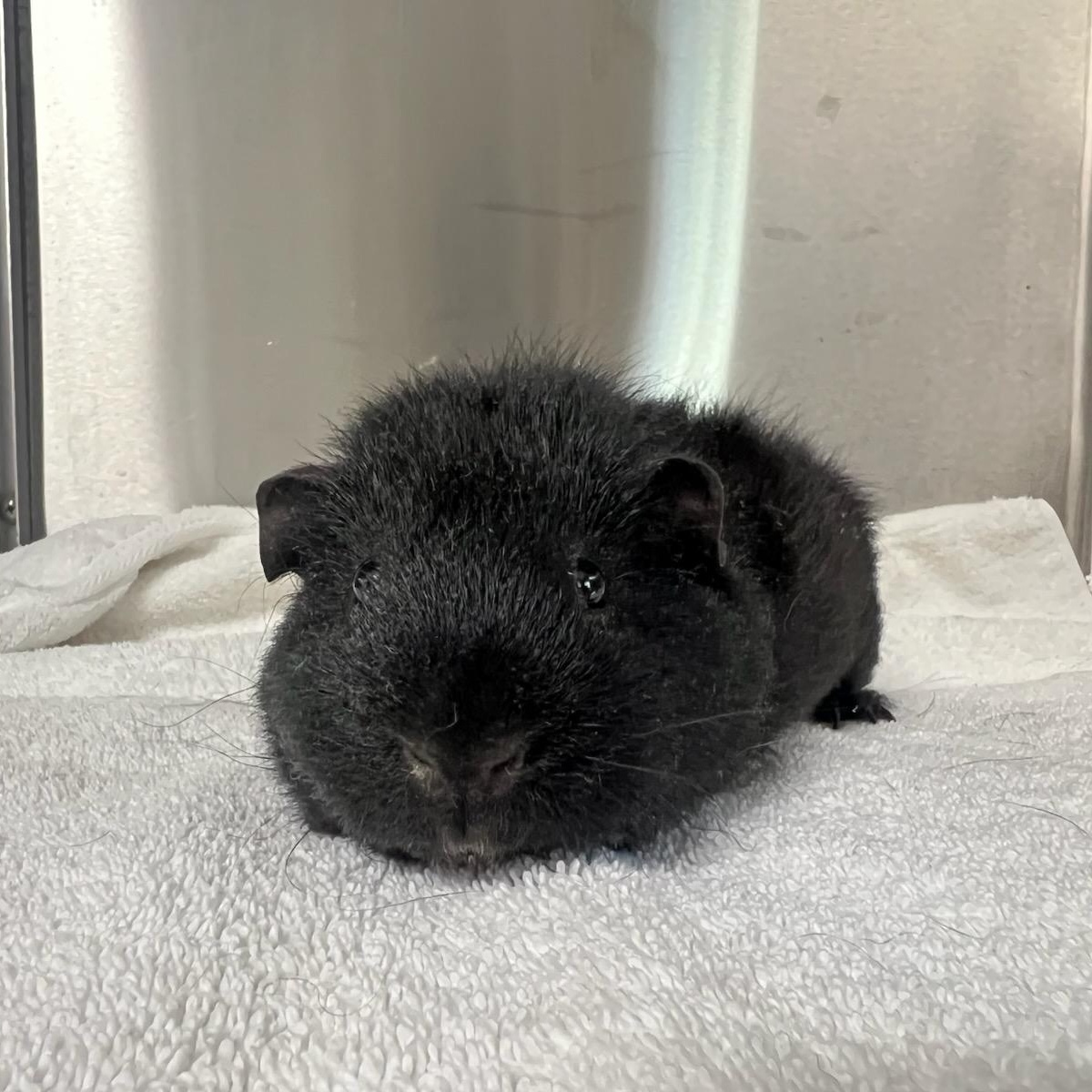 Biggie, Adoptable, Adult Male Guinea Pig.
