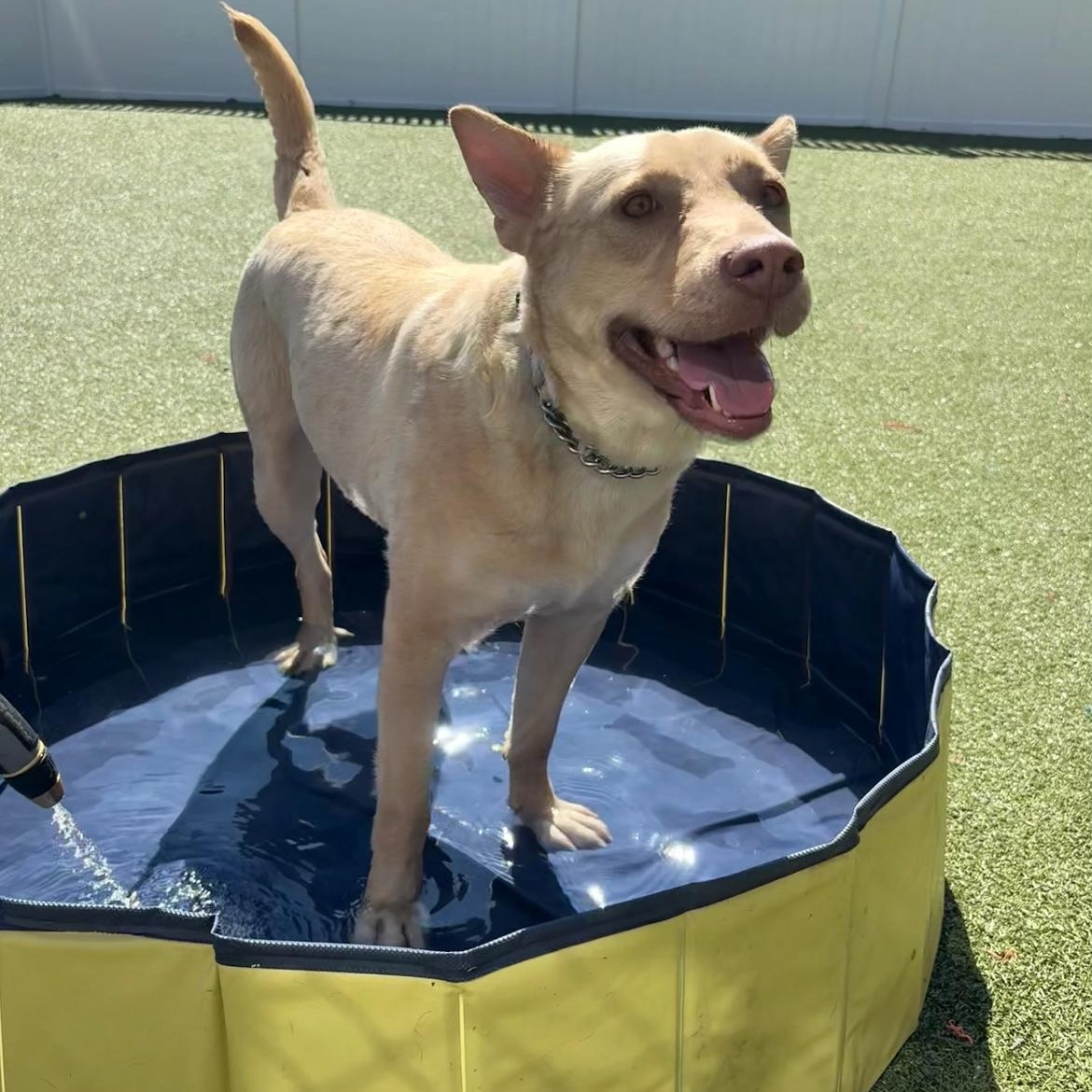 Blondie, a ADOPTABLE mixed breed in New Bedford, MA image 1/3