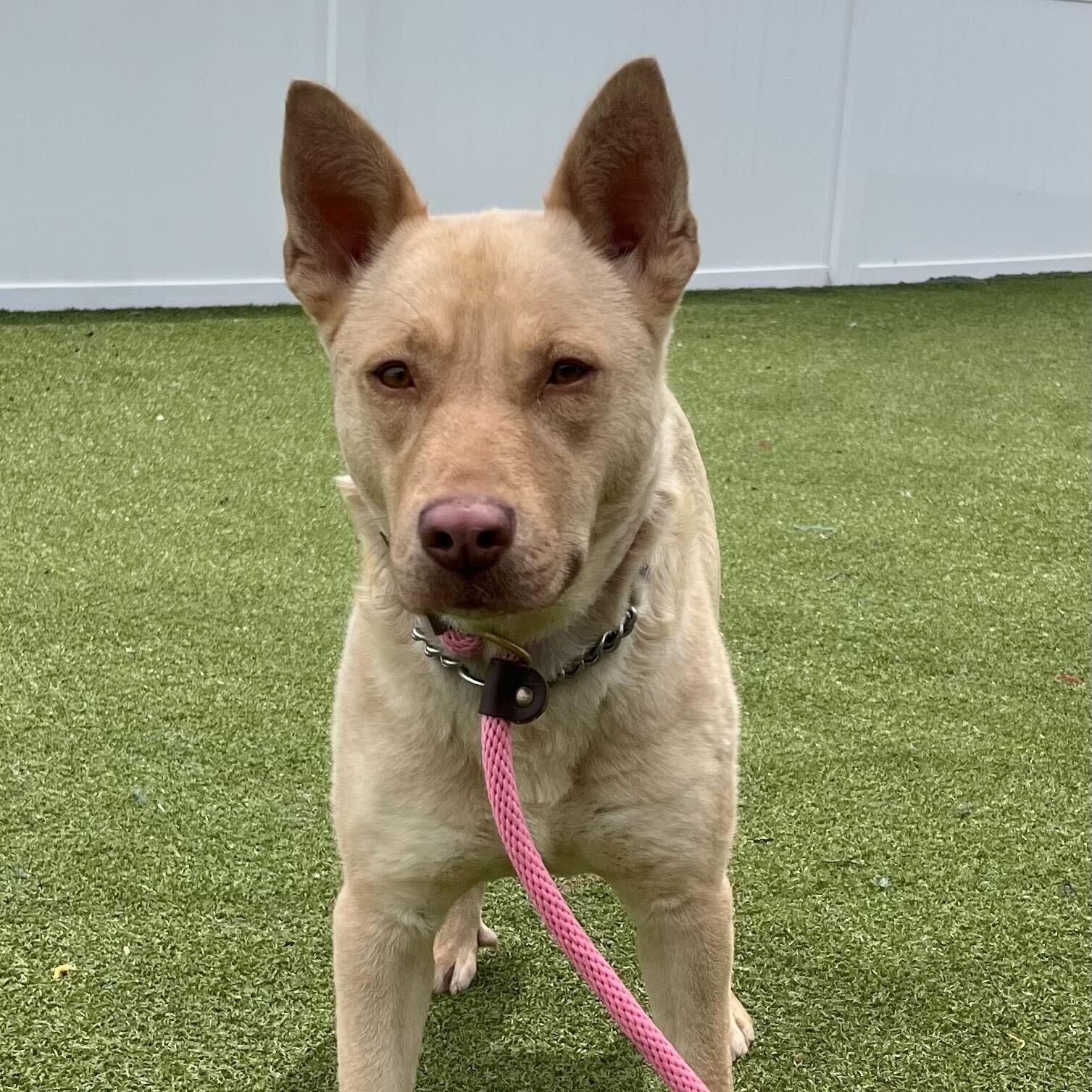 Blondie, a ADOPTABLE mixed breed in New Bedford, MA image 3/3