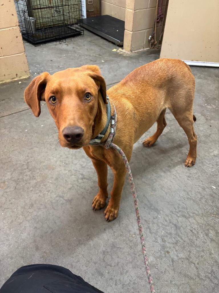 Russo, Adoptable, Puppy Male Doberman Pinscher.