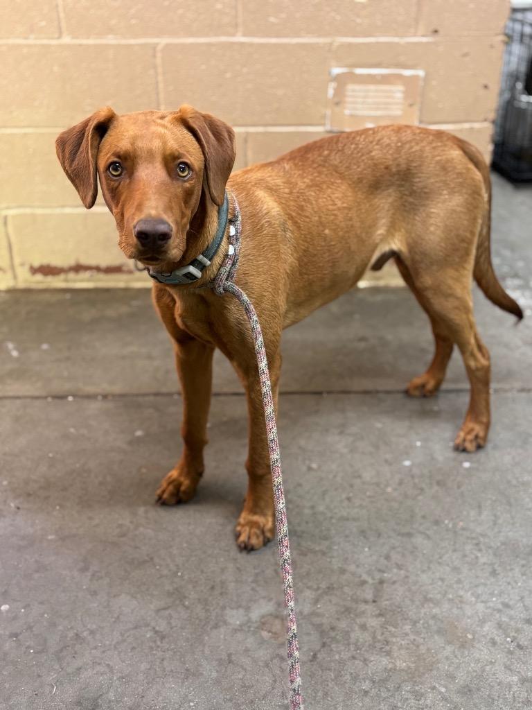 Russo, a Adoptable Doberman Pinscher in Swainsboro, GA image 2/3