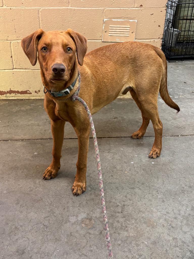 Russo, a Adoptable Doberman Pinscher in Swainsboro, GA image 3/3