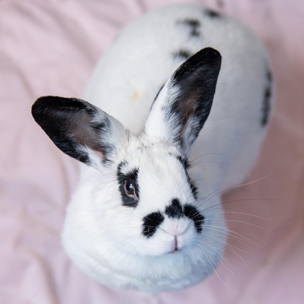 Judy Hopps, Adoptable, Young Female English Spot & Holland Lop.