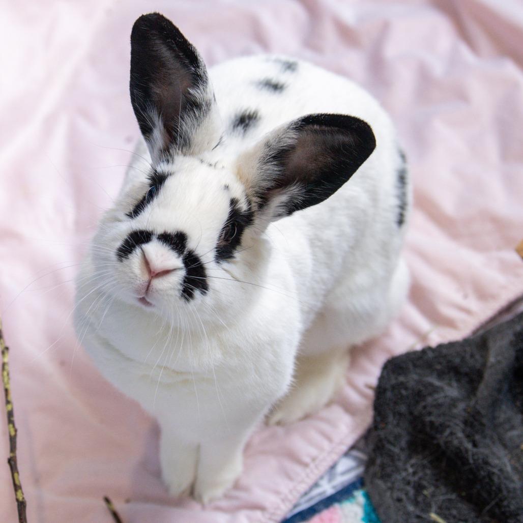 Enlarge Judy Hopps, a Adoptable mixed breed in Kennebunk, ME image 2/6