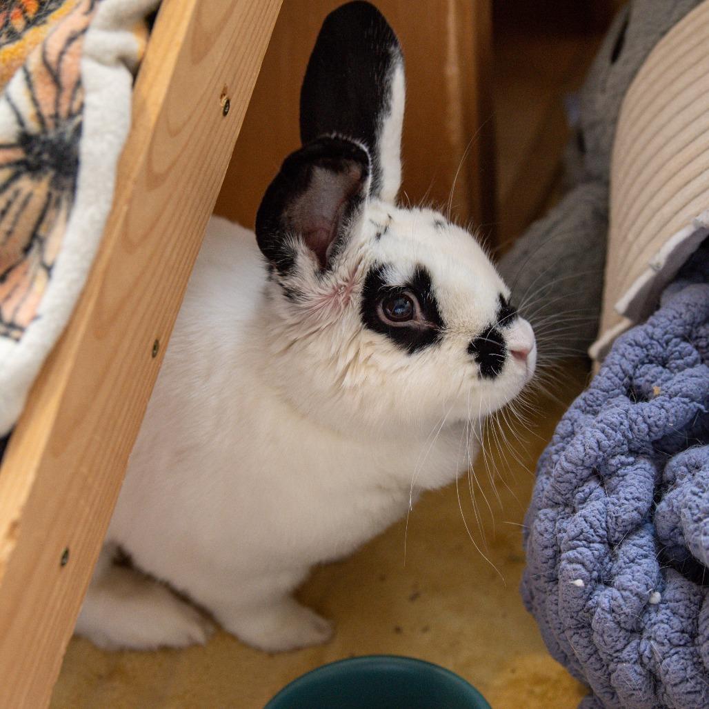 Enlarge Judy Hopps, a Adoptable mixed breed in Kennebunk, ME image 3/6