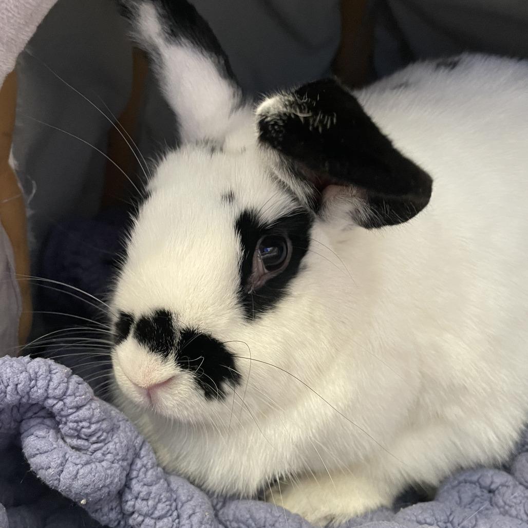 Enlarge Judy Hopps, a Adoptable mixed breed in Kennebunk, ME image 4/6