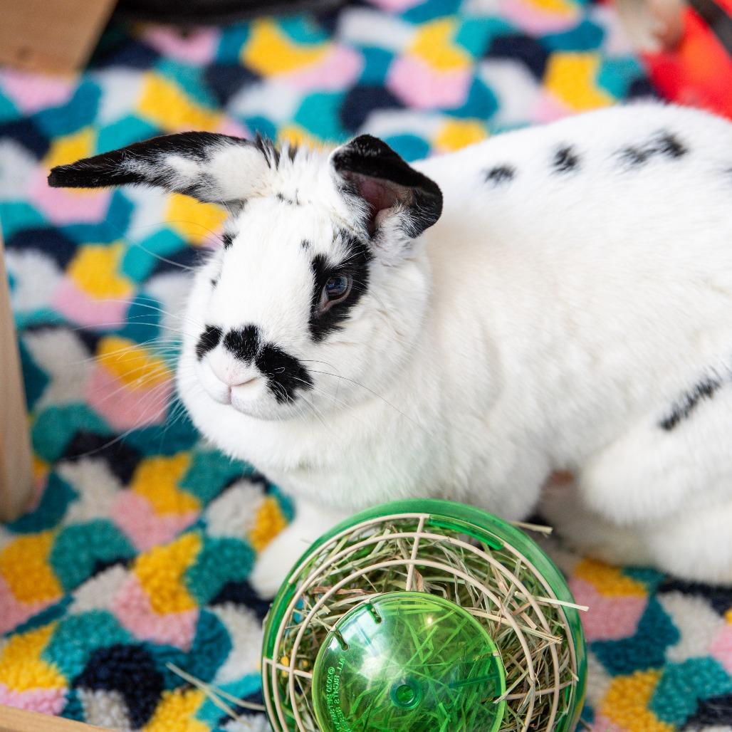 Enlarge Judy Hopps, a Adoptable mixed breed in Kennebunk, ME image 5/6