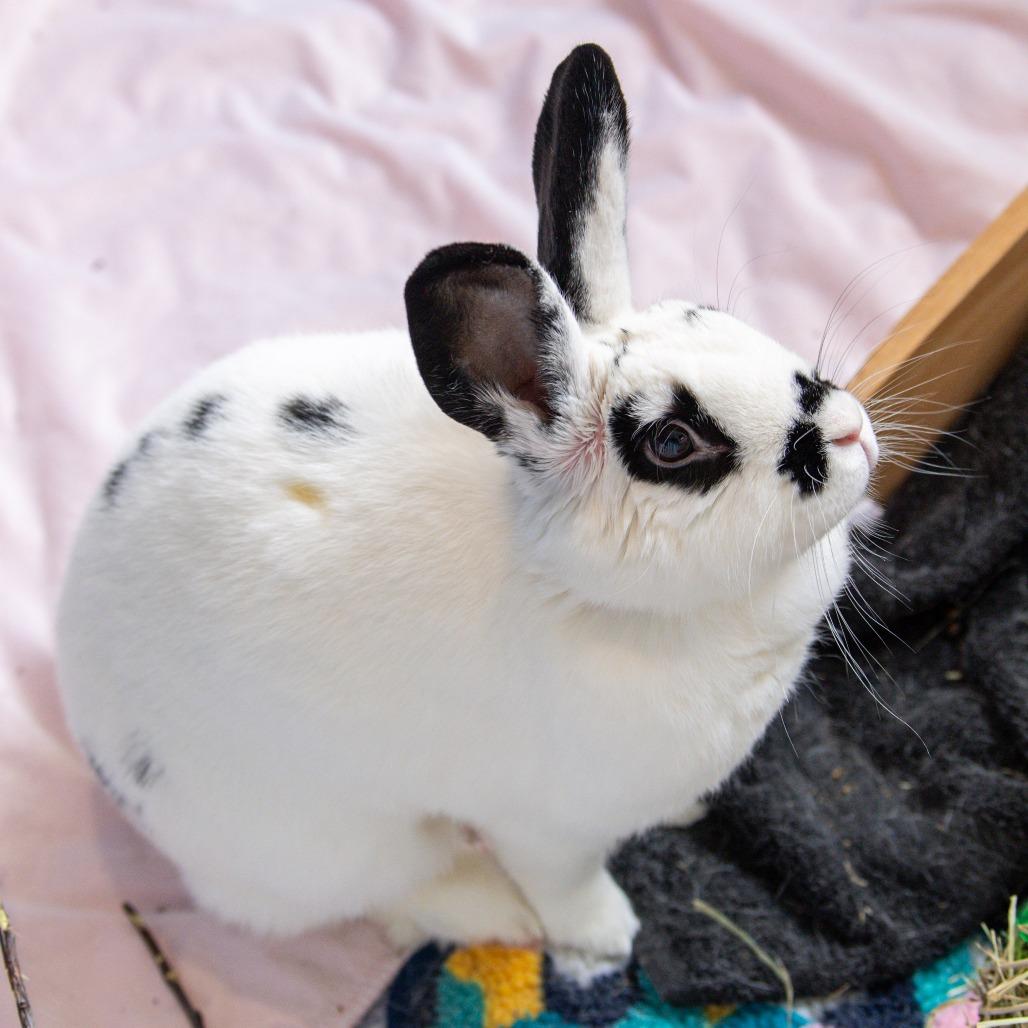 Enlarge Judy Hopps, a Adoptable mixed breed in Kennebunk, ME image 6/6