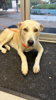 Misty, Adoptable, Adult Female Husky.