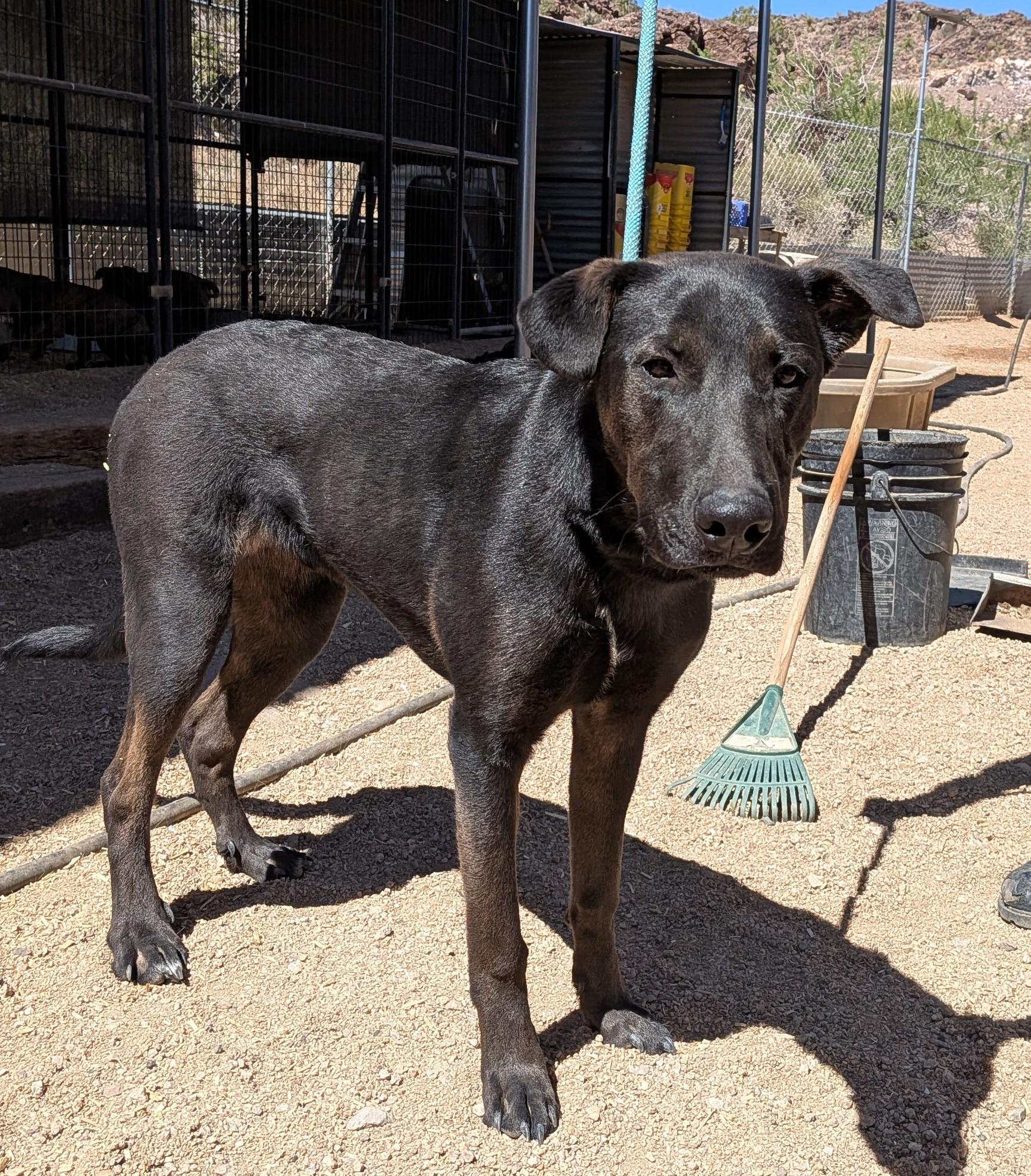Maximus, a Adoptable mixed breed in Golden Valley, AZ image 1/2