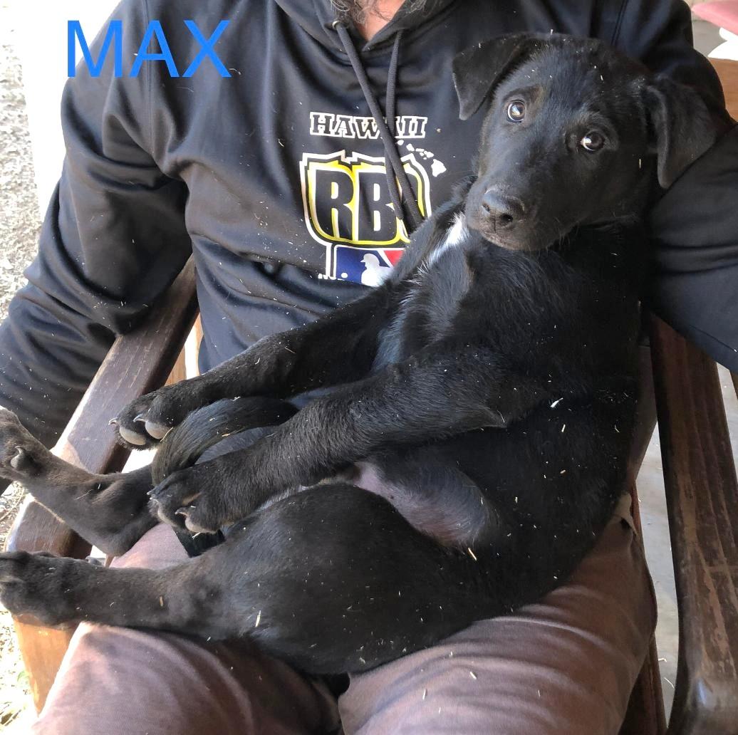 Maximus, a Adoptable mixed breed in Golden Valley, AZ image 2/2