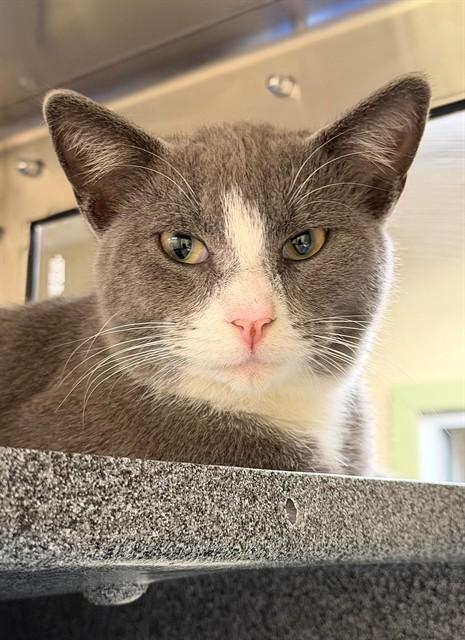 LINUS, Adoptable, Young Male Domestic Short Hair.