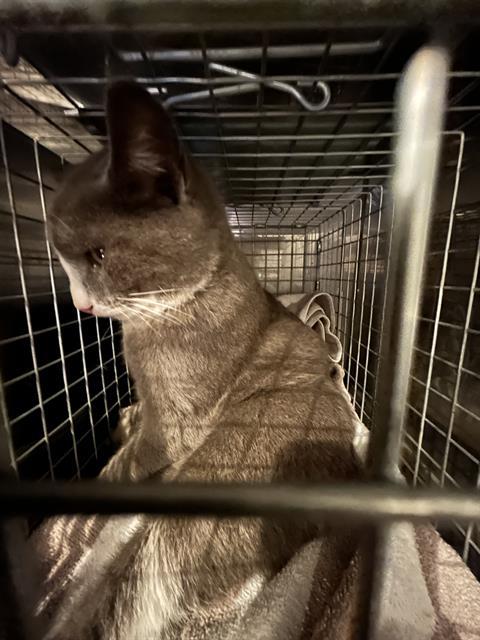 LINUS, Adoptable, Young Male Domestic Short Hair.