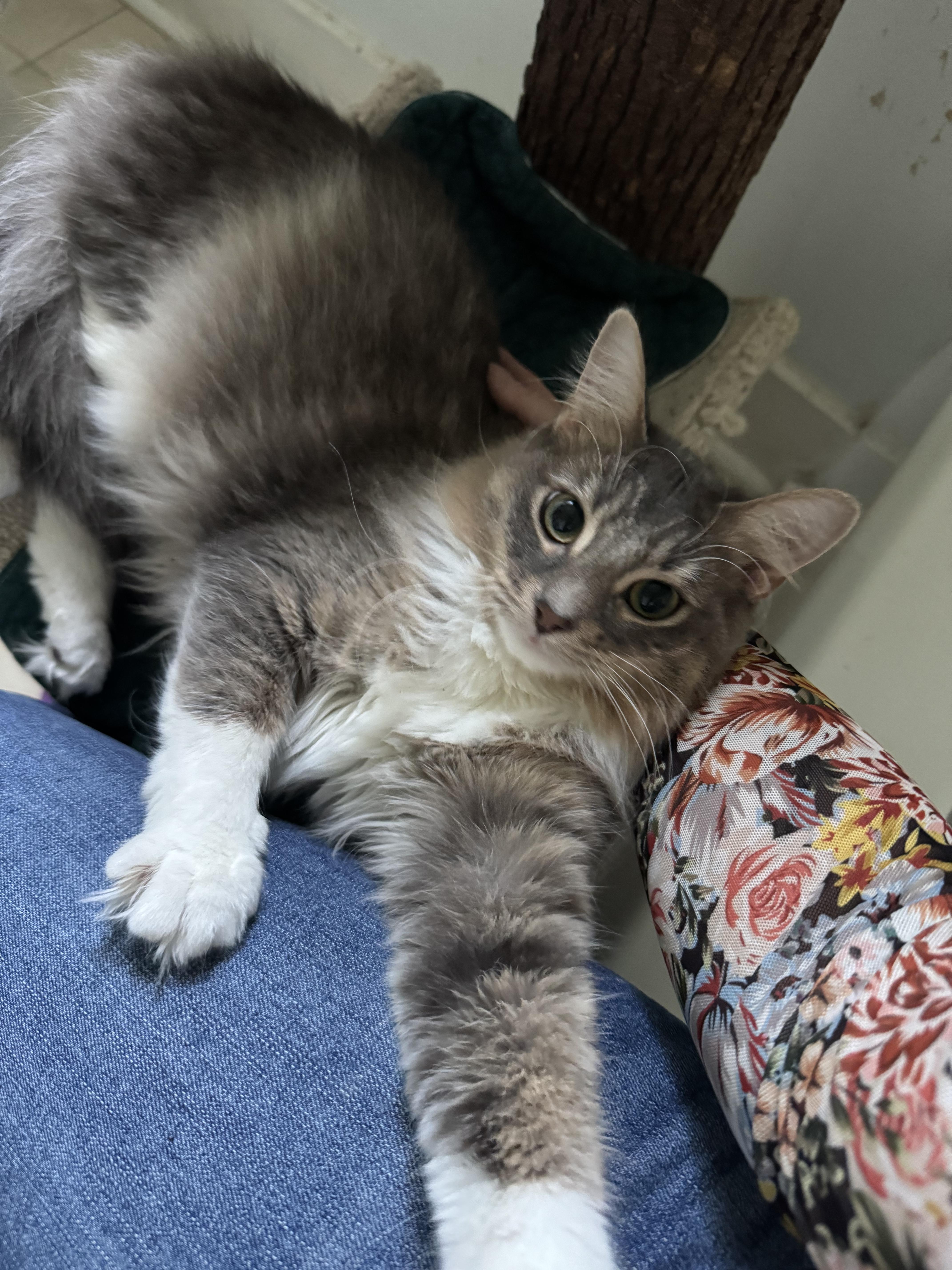 Venus, adopted, Young Female Domestic Medium Hair.