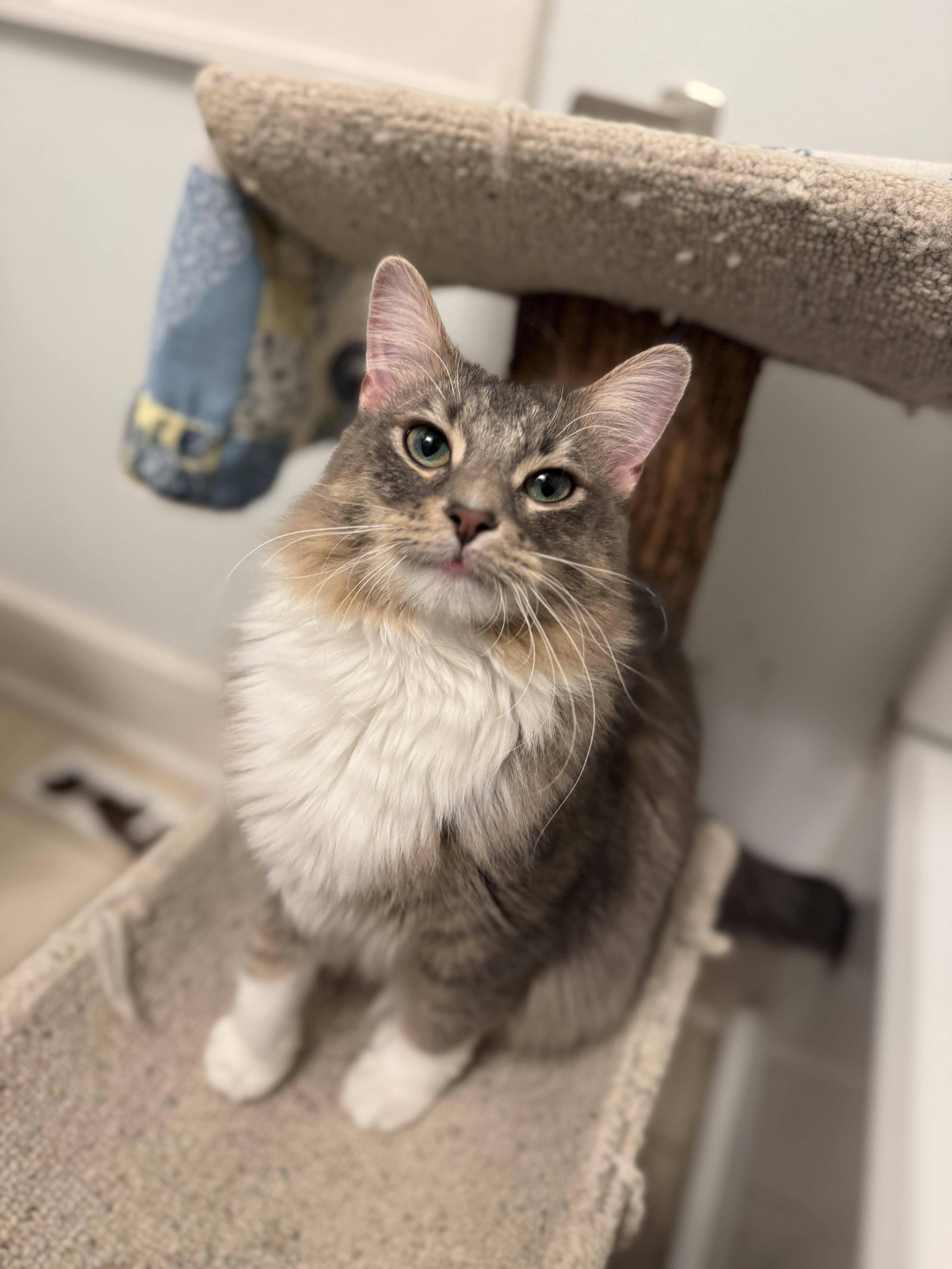 Venus, an adopted Domestic Medium Hair in Oak Forest, IL image 2/5