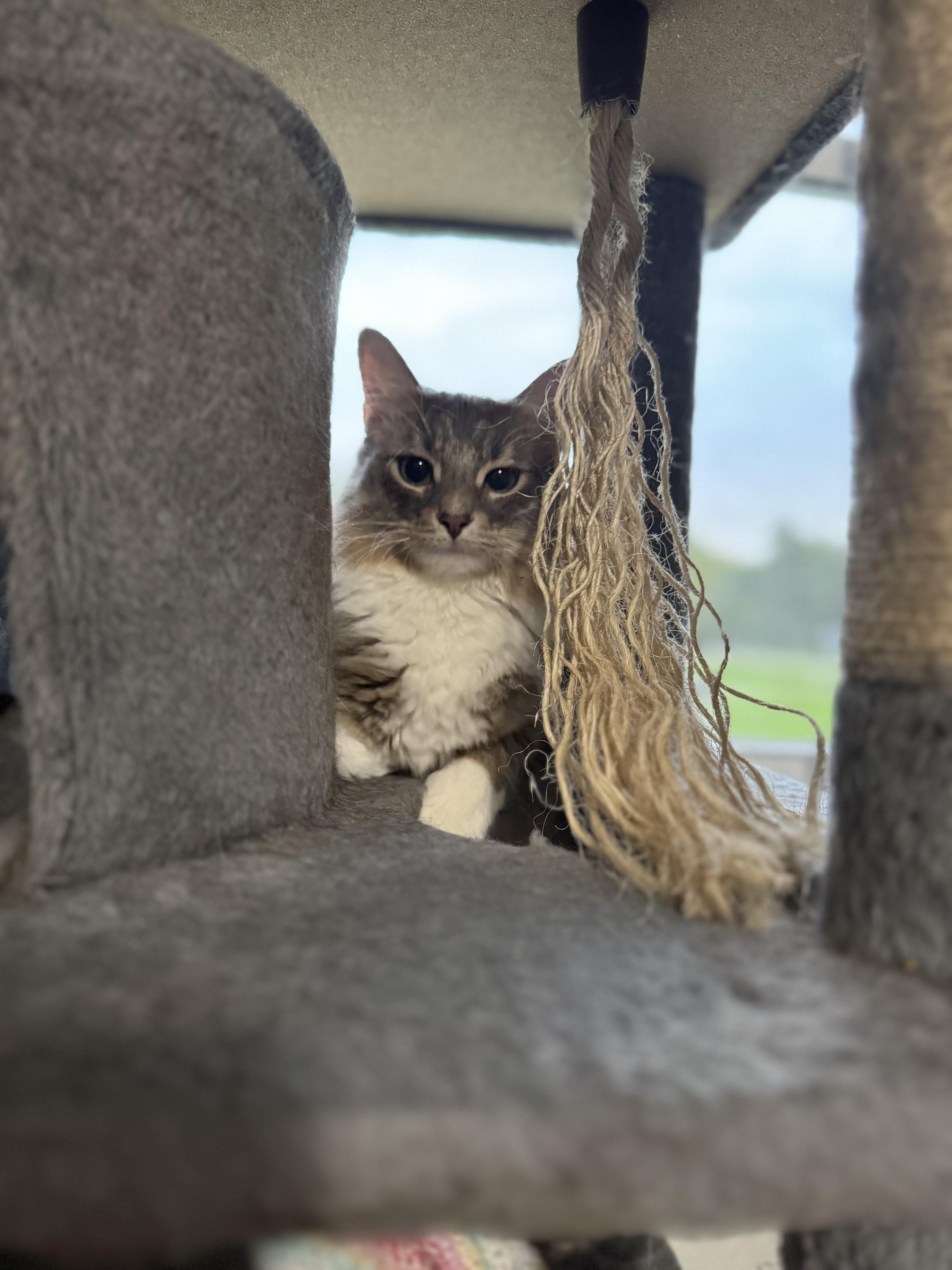 Venus, an adopted Domestic Medium Hair in Oak Forest, IL image 3/5