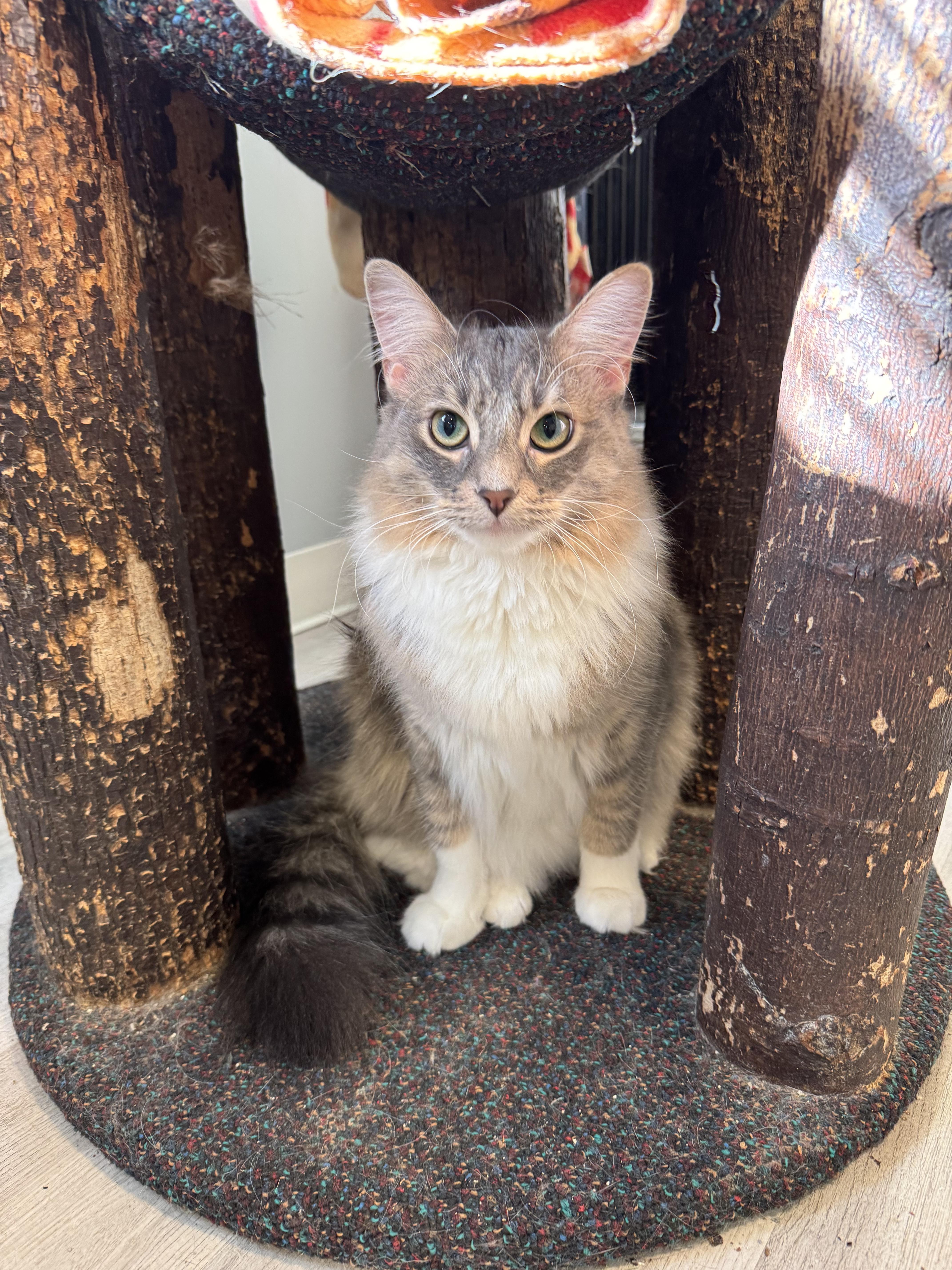 Venus, an adopted Domestic Medium Hair in Oak Forest, IL image 4/5