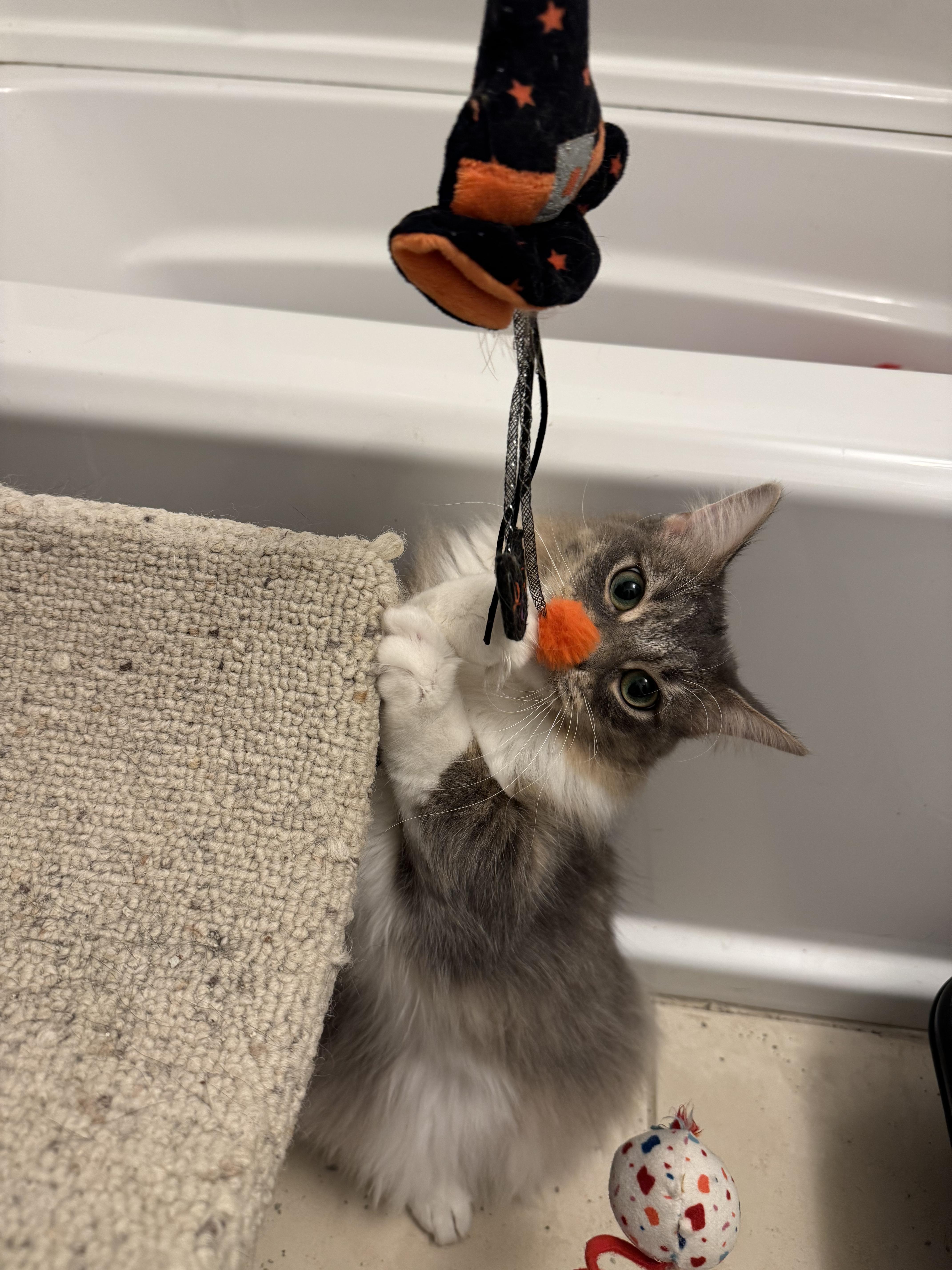 Venus, an adopted Domestic Medium Hair in Oak Forest, IL image 5/5