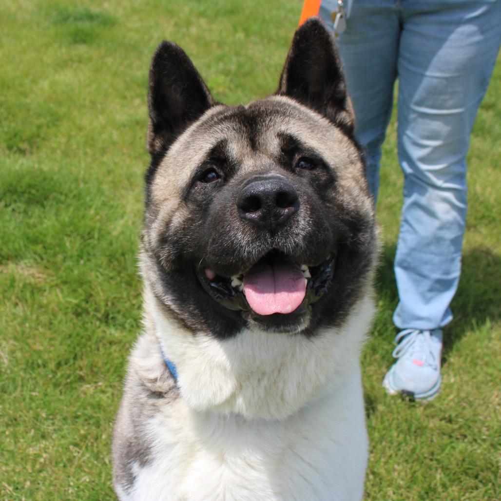 Enlarge Groot, a Adoption Pending Akita in Champaign, IL image 6/6
