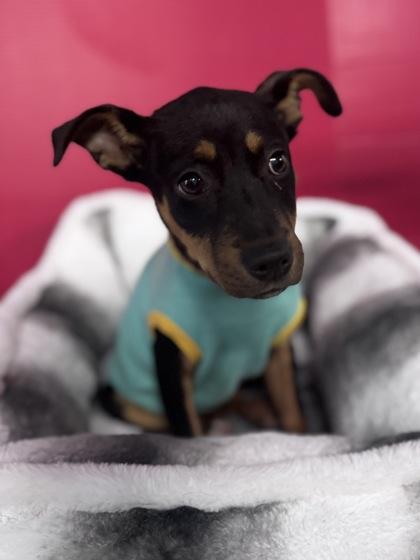 Enlarge Shira, a Adoptable mixed breed in Houston, TX image 1/2