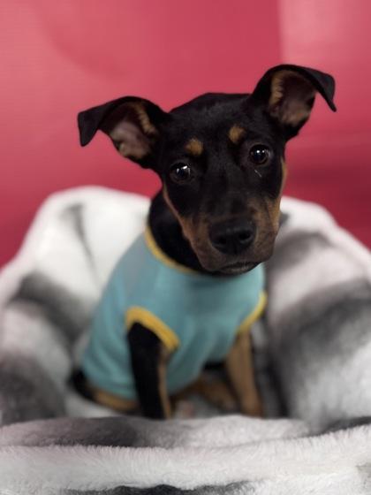 Enlarge Shira, a Adoptable mixed breed in Houston, TX image 2/2