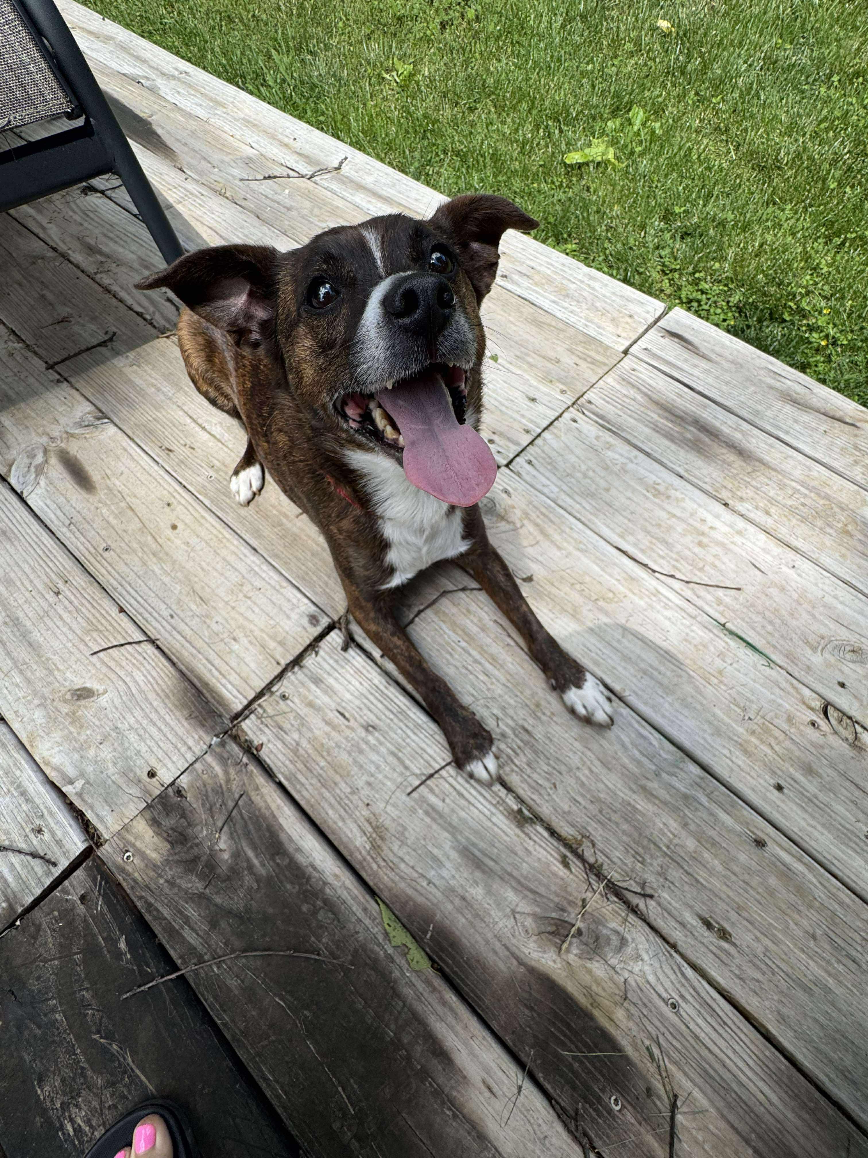Enlarge Lyra (Foster), an adoptable mixed breed in Springfield, MO image 2/5
