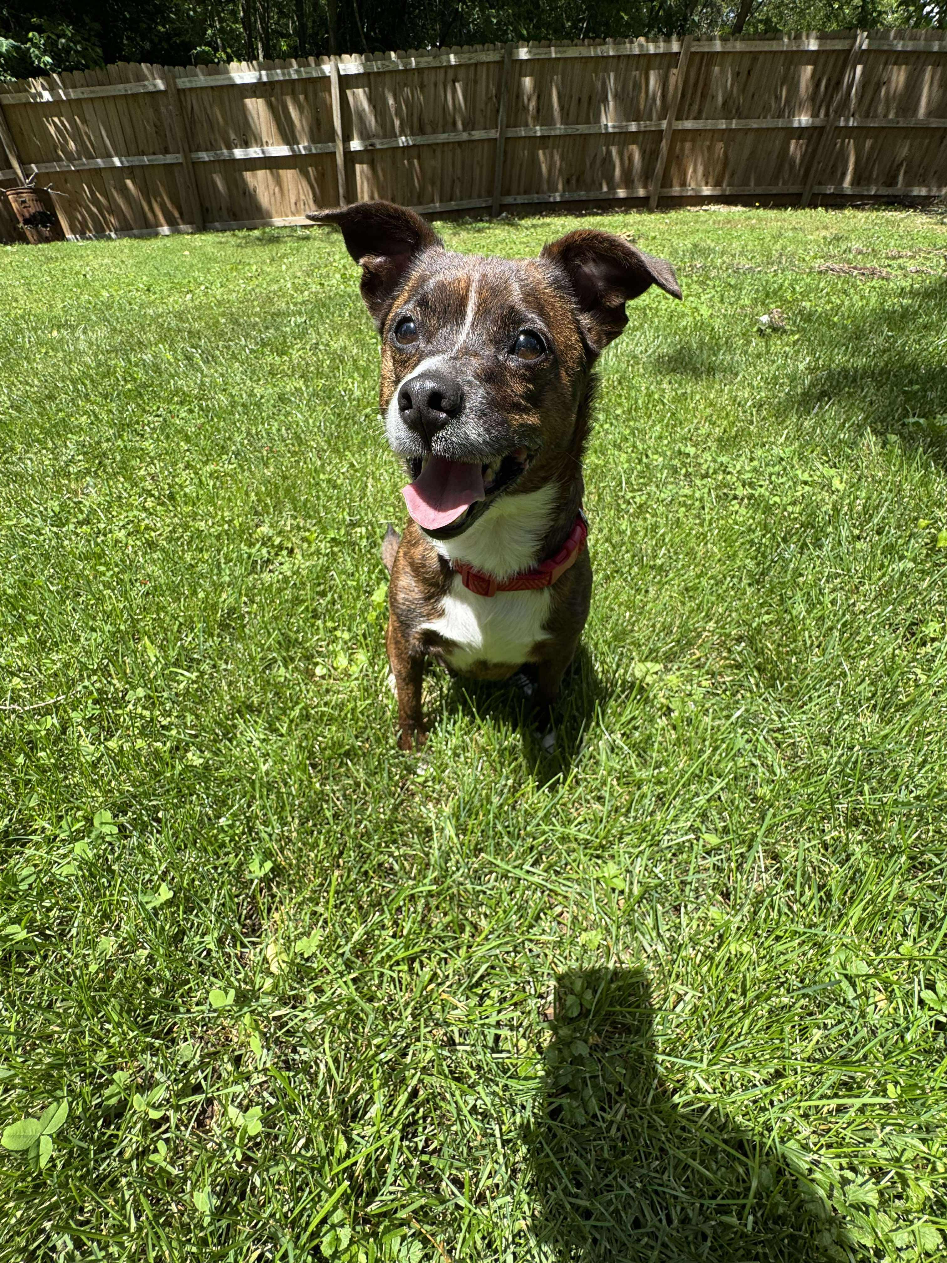 Enlarge Lyra (Foster), an adoptable mixed breed in Springfield, MO image 1/5