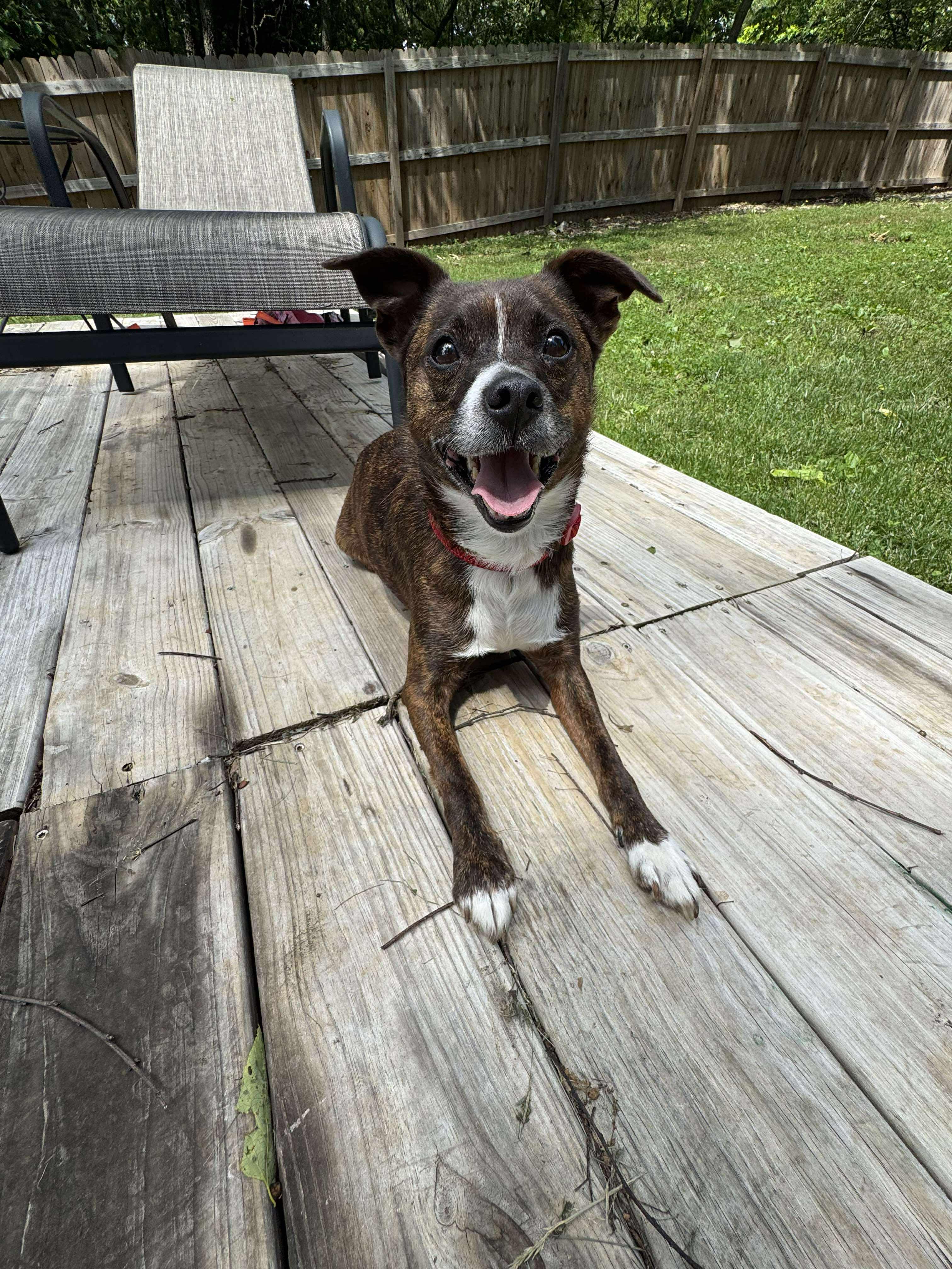 Enlarge Lyra (Foster), an adoptable mixed breed in Springfield, MO image 3/5