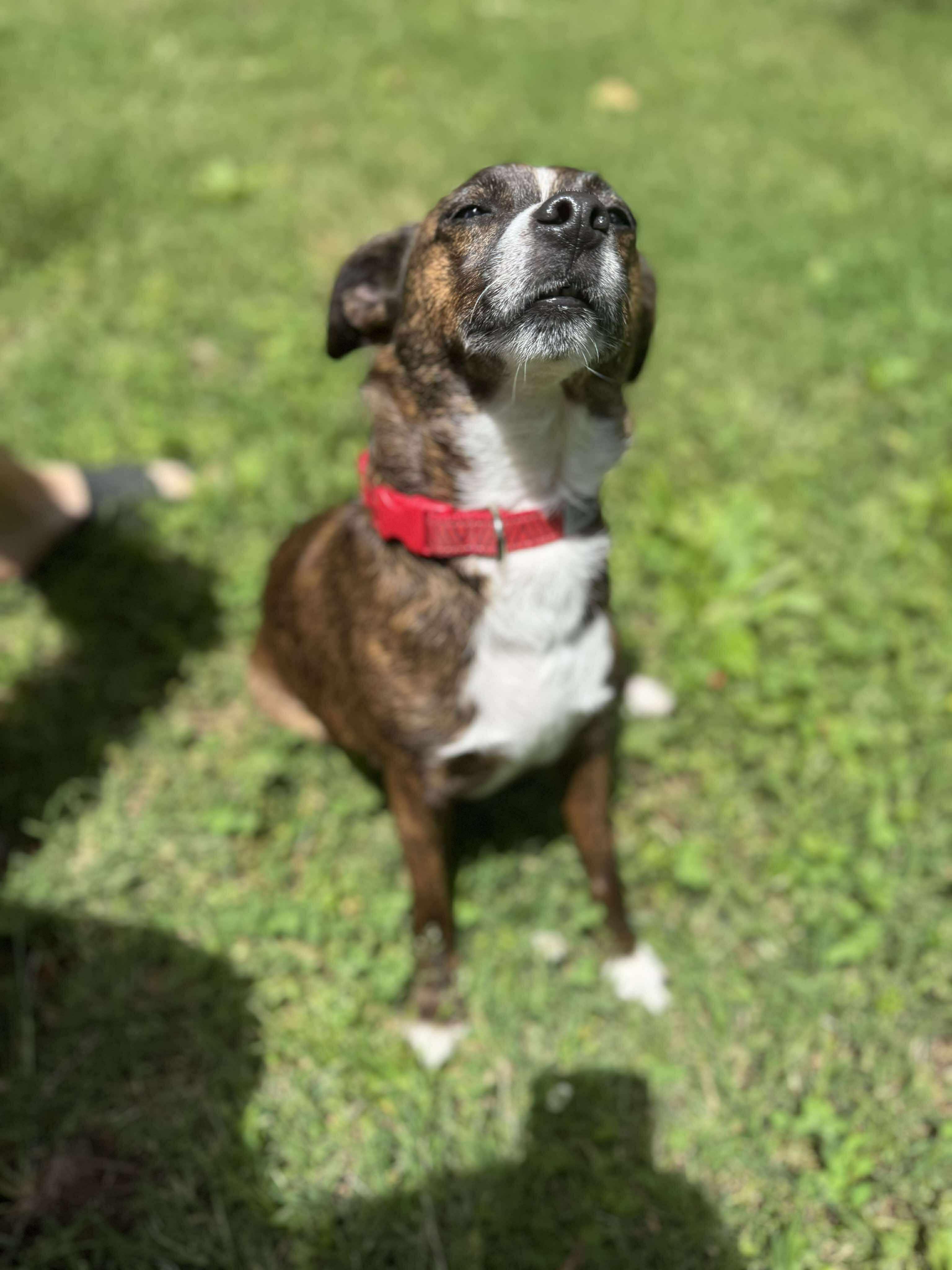 Enlarge Lyra (Foster), an adoptable mixed breed in Springfield, MO image 4/5