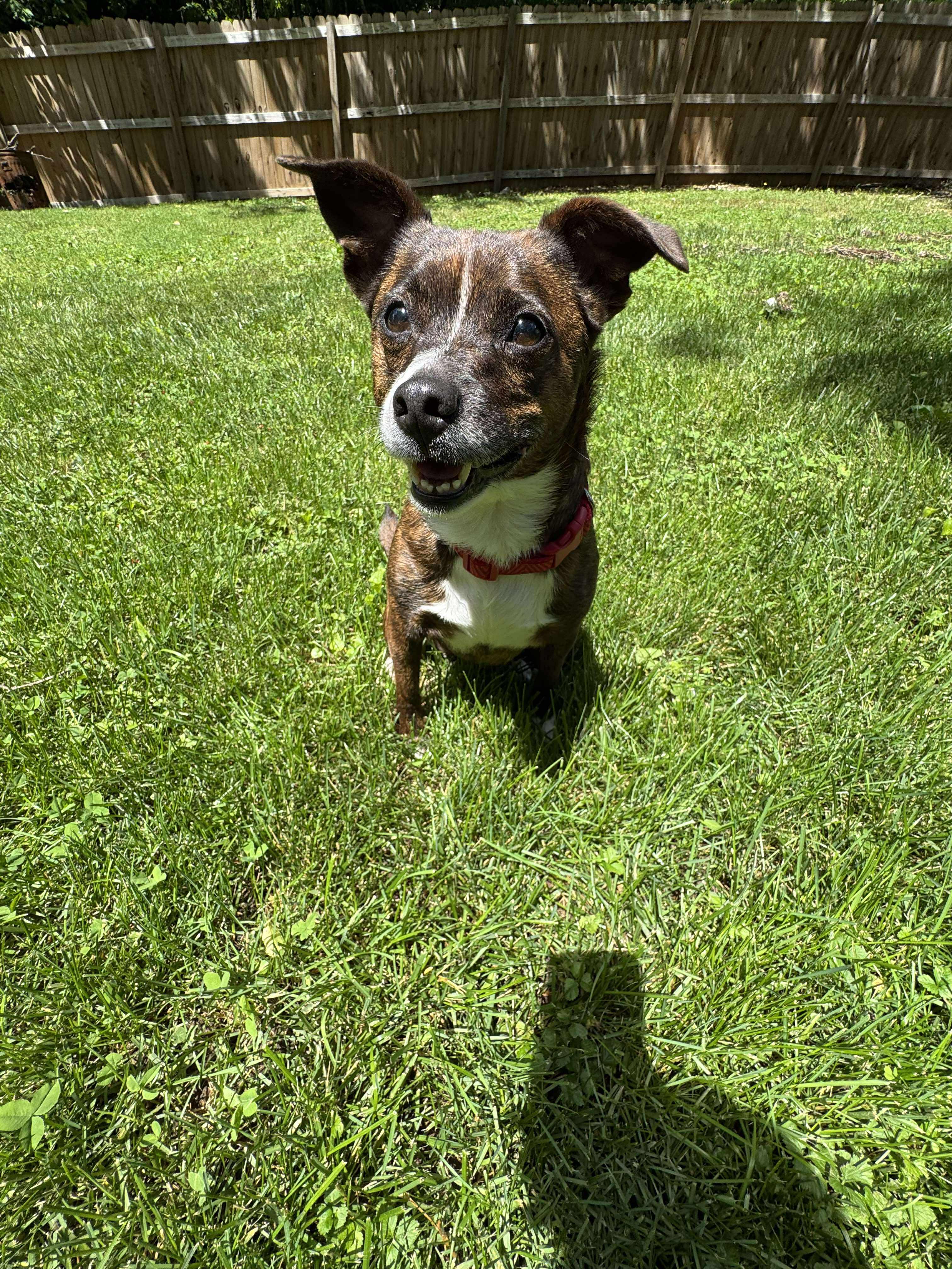 Enlarge Lyra (Foster), an adoptable mixed breed in Springfield, MO image 5/5