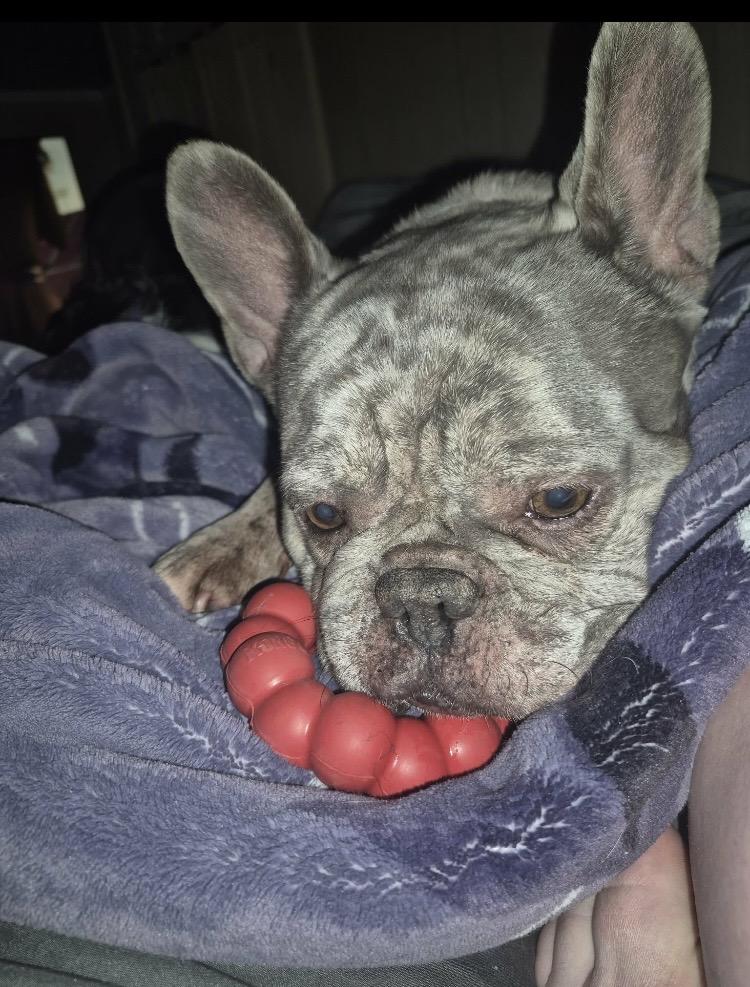 Mr. Beefy, a ADOPTABLE French Bulldog in Coatesville, PA image 5/5