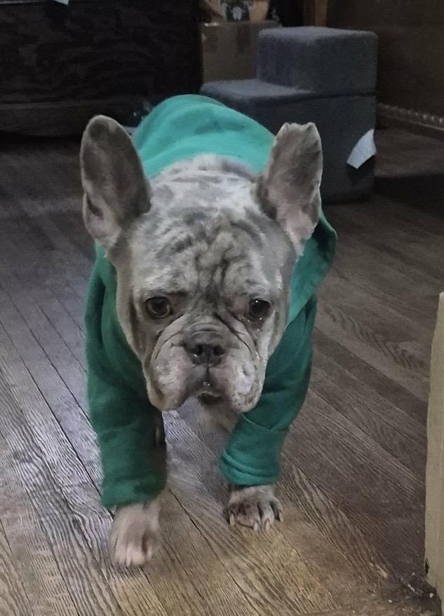 Mr. Beefy, a ADOPTABLE French Bulldog in Coatesville, PA image 3/5