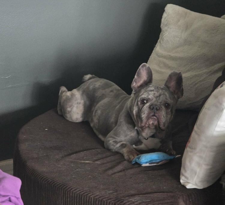 Mr. Beefy, a ADOPTABLE French Bulldog in Coatesville, PA image 4/5