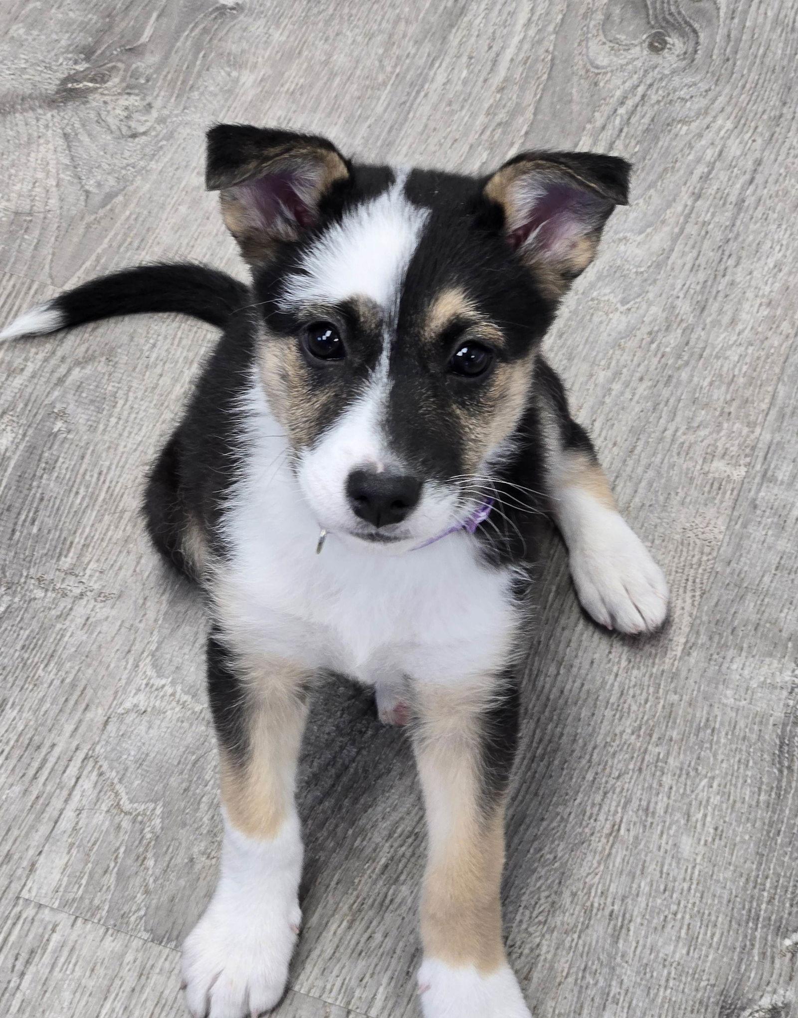Nougat, Adoptable, Puppy Female Border Collie.