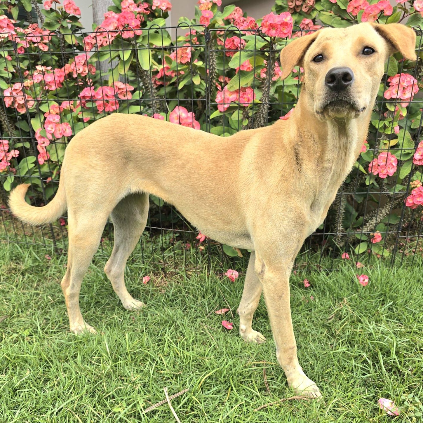 Latte "make Me Your thumbnail 6