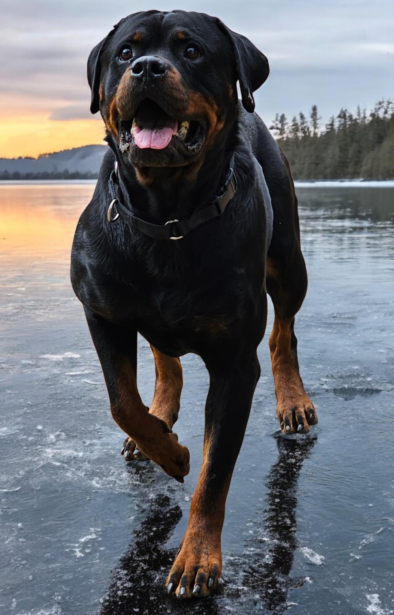 Nala, Adoptable, Adult Female Rottweiler.