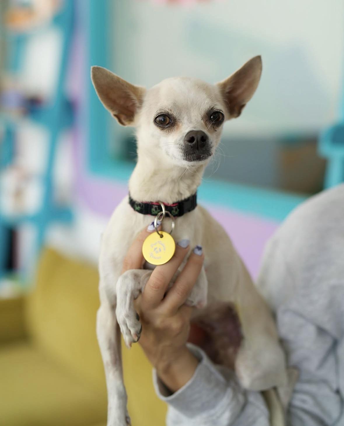 Enlarge Rizzo, a Adopted Chihuahua in Pasadena, CA image 4/5