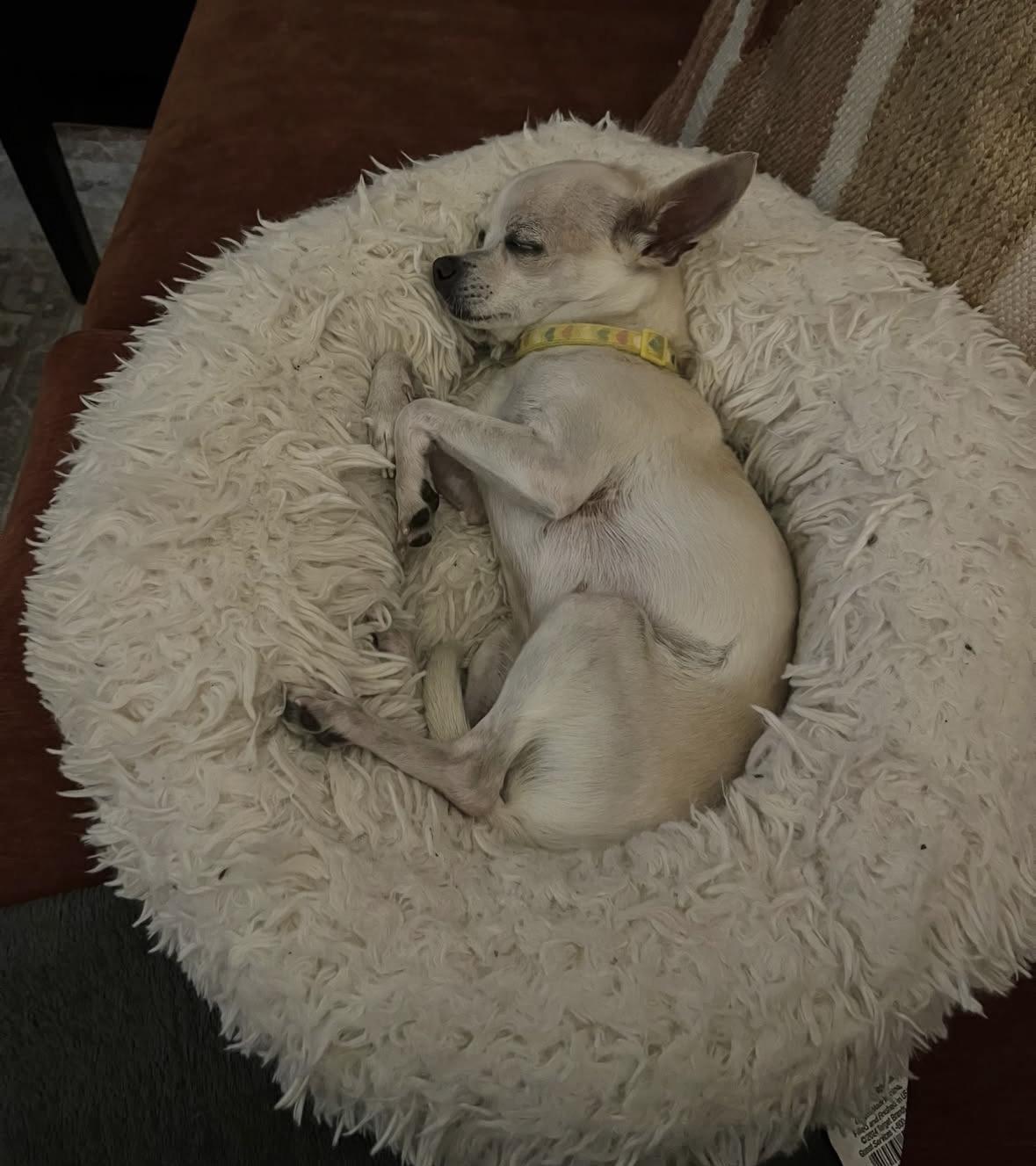 Enlarge Rizzo, a Adopted Chihuahua in Pasadena, CA image 5/5