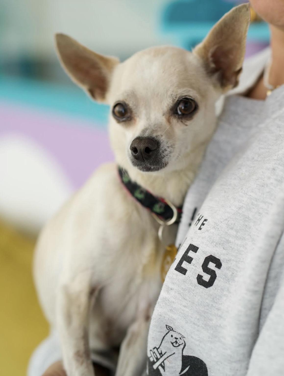 Enlarge Rizzo, a Adopted Chihuahua in Pasadena, CA image 3/5