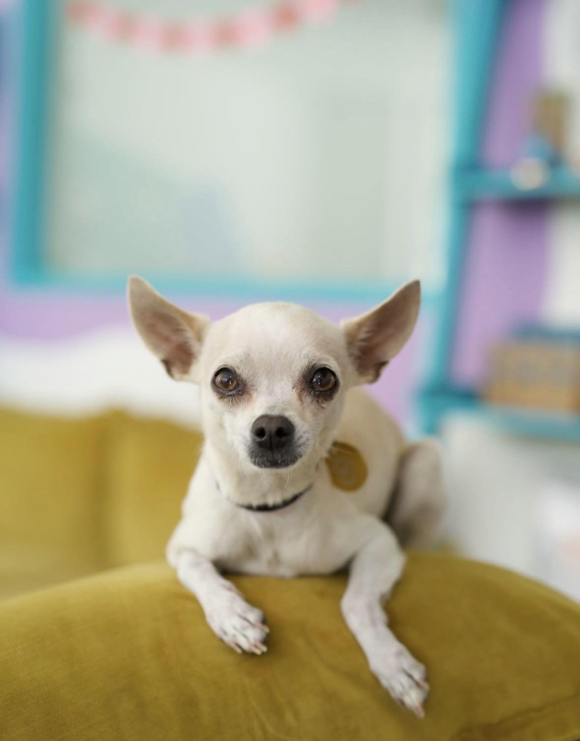 Rizzo, Adopted, Adult Female Chihuahua.