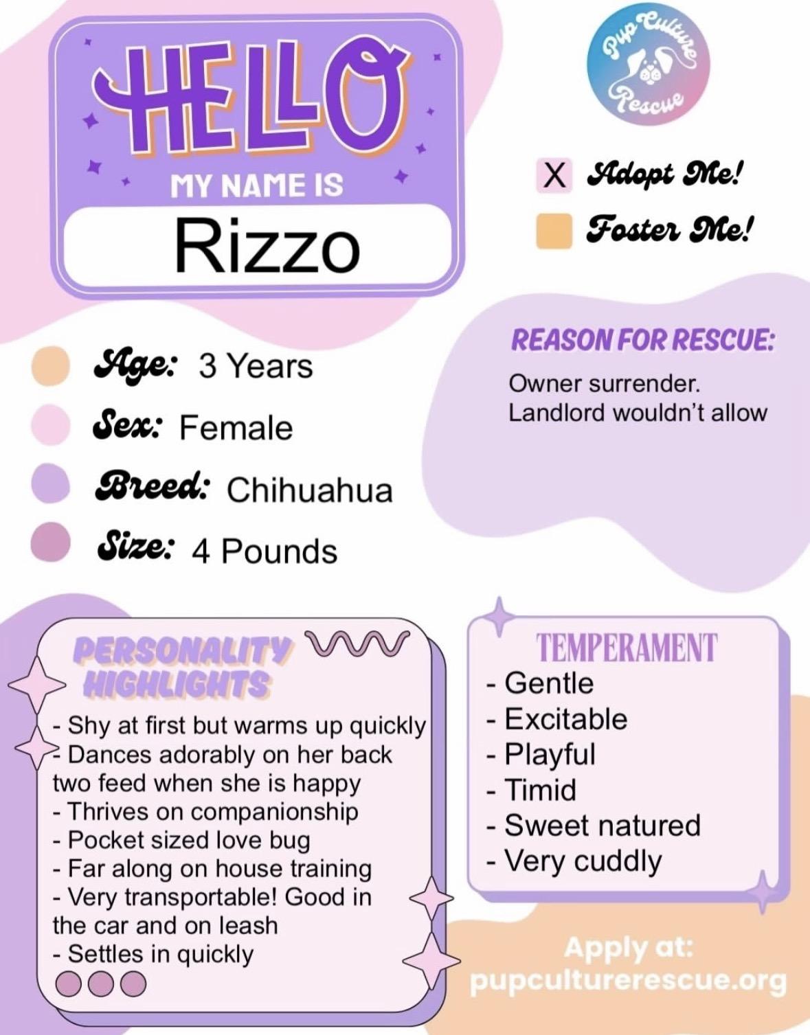 Enlarge Rizzo, a Adopted Chihuahua in Pasadena, CA image 2/5