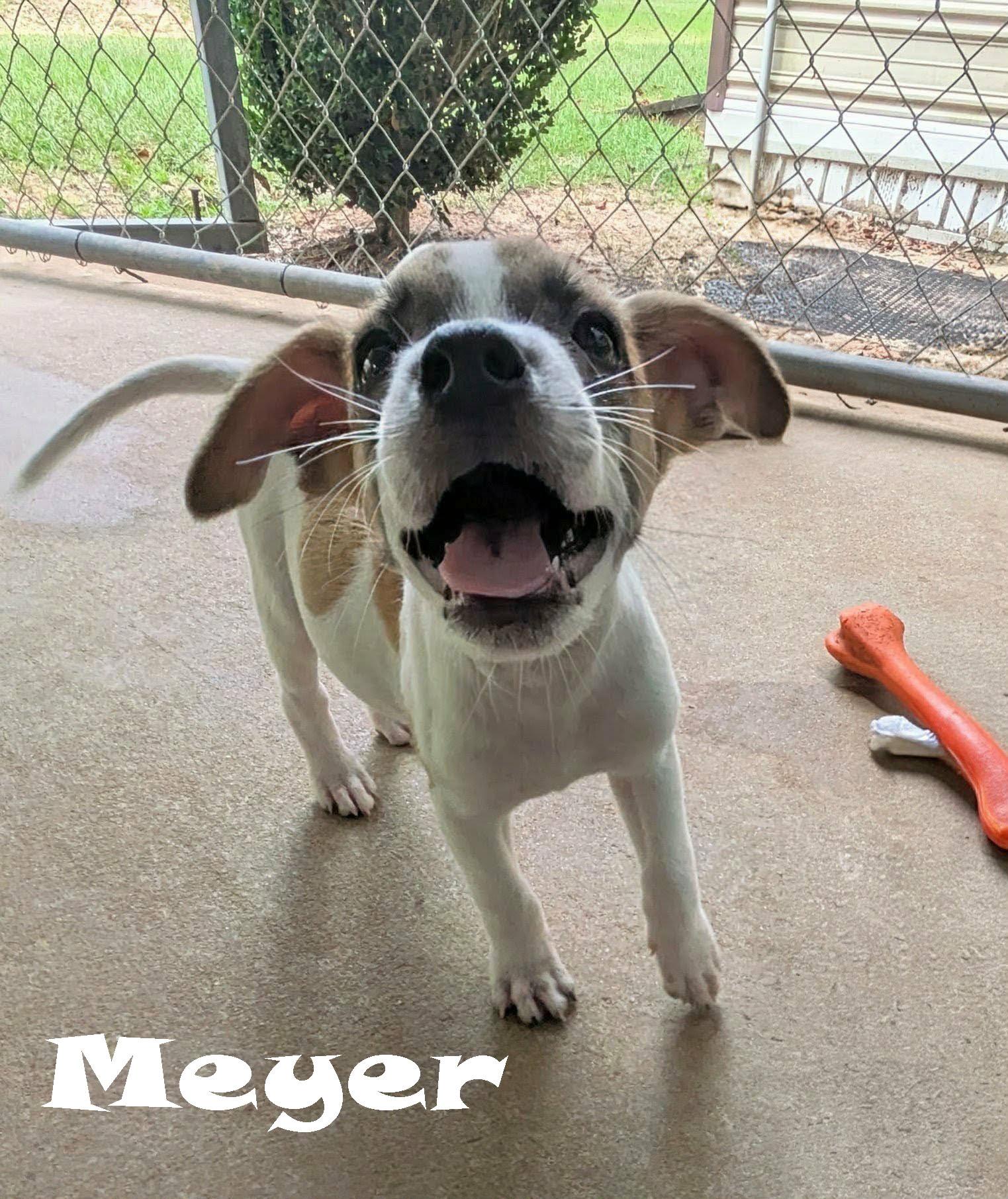 Enlarge Meyer, a Adopted mixed breed in Ozark, AL image 4/4