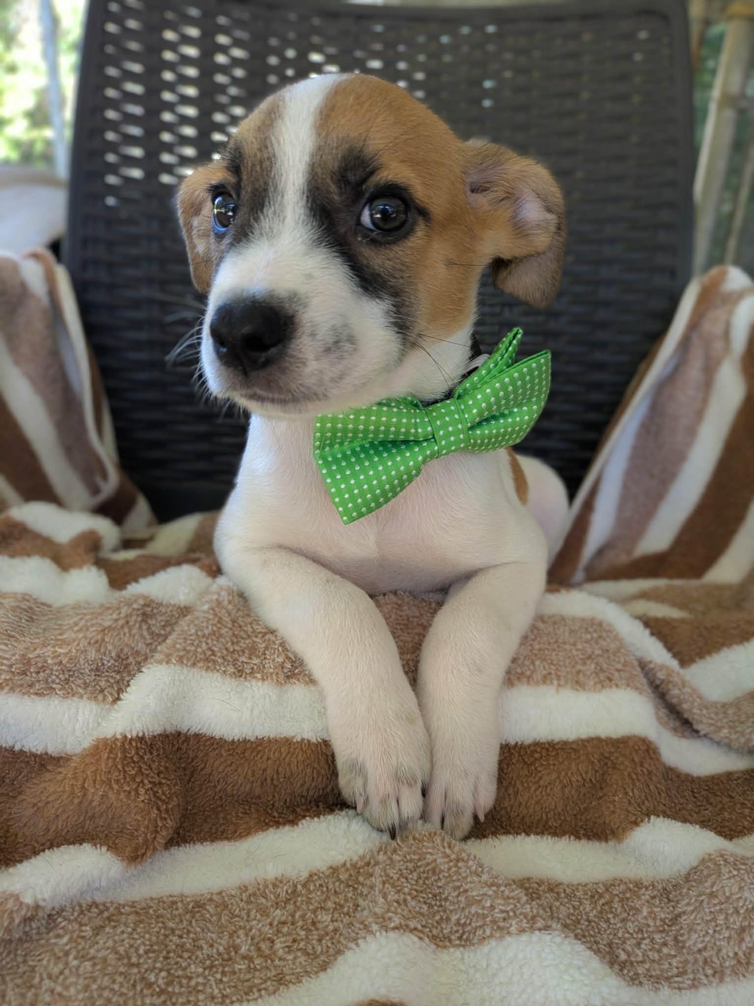 Enlarge Meyer, a Adopted mixed breed in Ozark, AL image 1/4