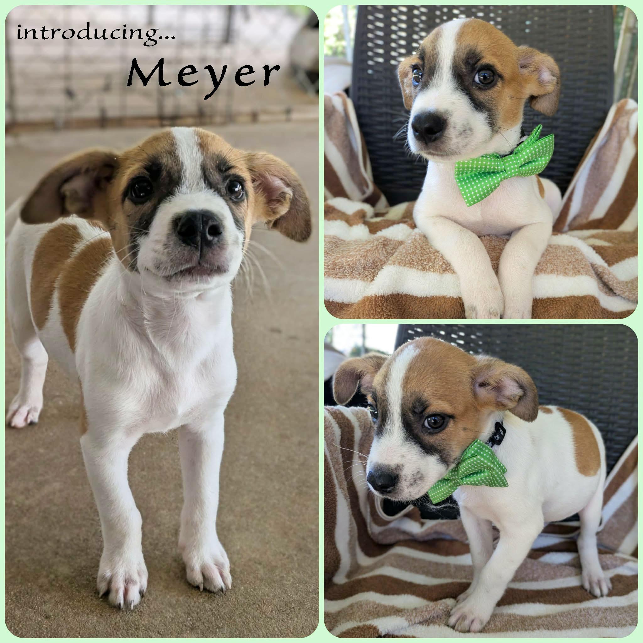 Enlarge Meyer, a Adopted mixed breed in Ozark, AL image 2/4
