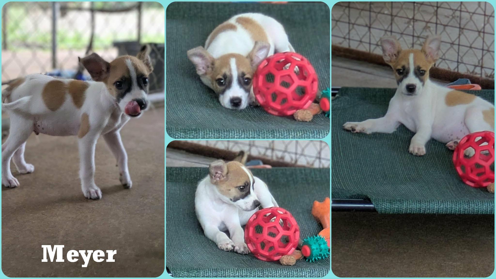 Enlarge Meyer, a Adopted mixed breed in Ozark, AL image 3/4