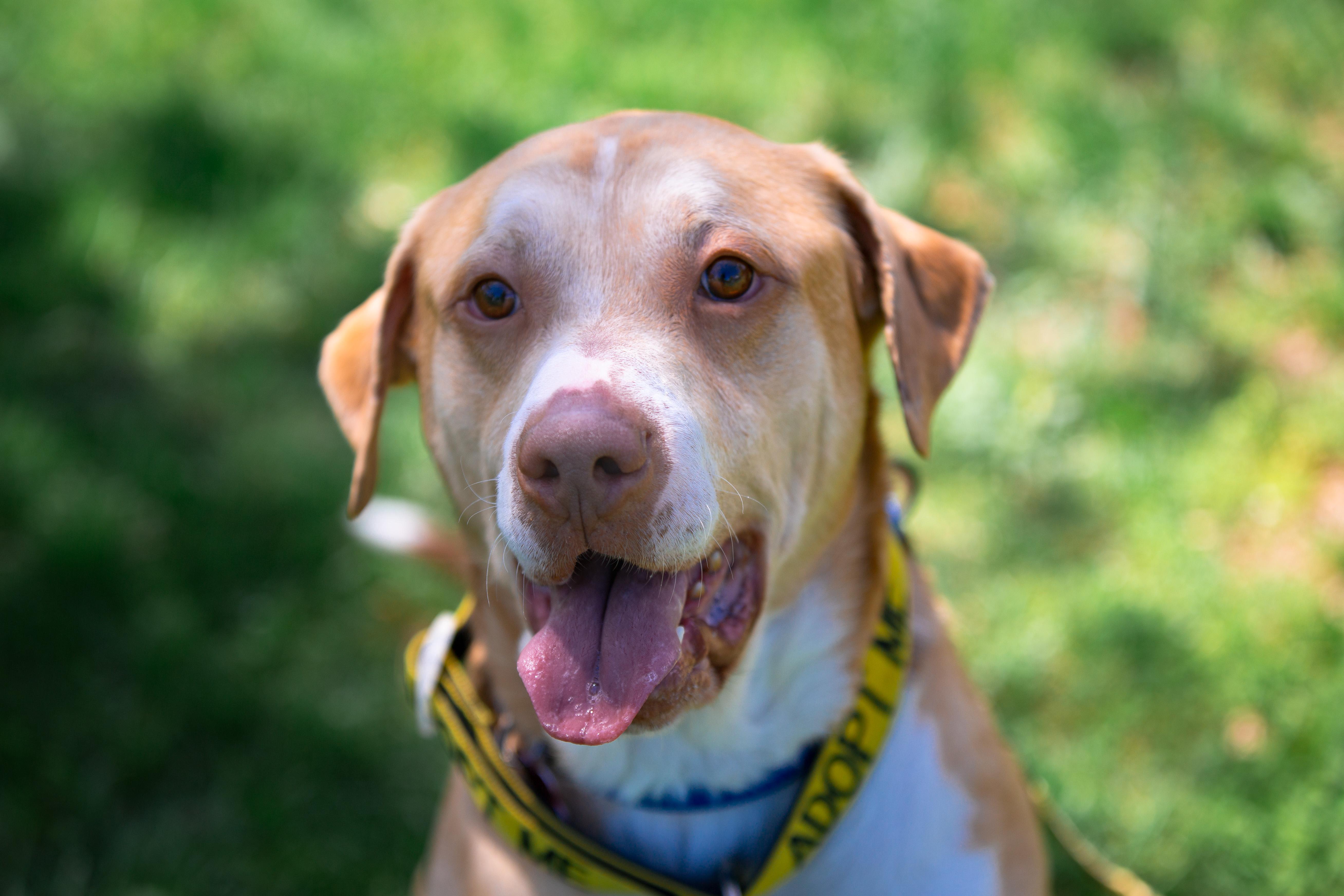 Enlarge Geo, a ADOPTABLE mixed breed in Maybrook, NY image 1/6