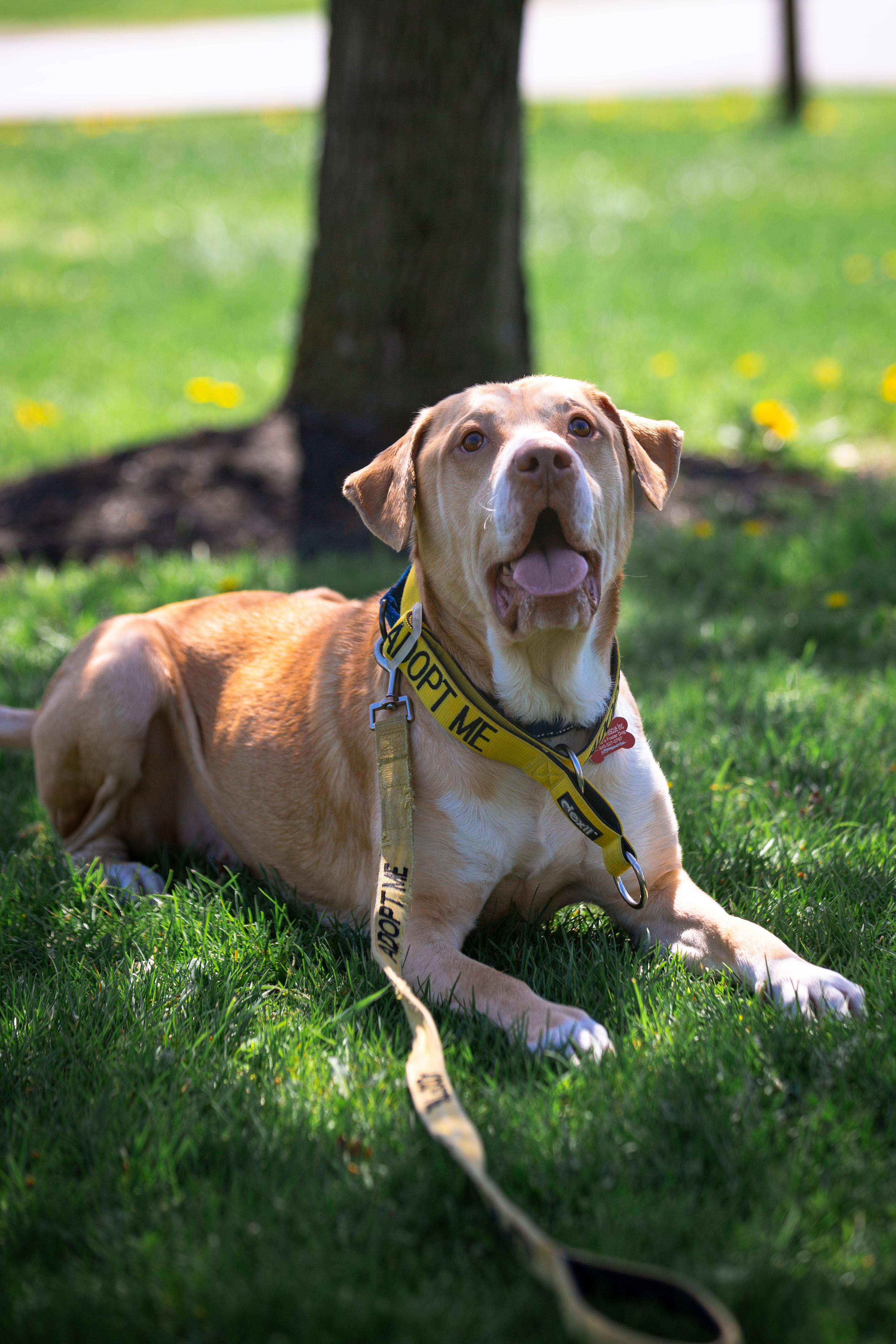 Enlarge Geo, a ADOPTABLE mixed breed in Maybrook, NY image 4/6