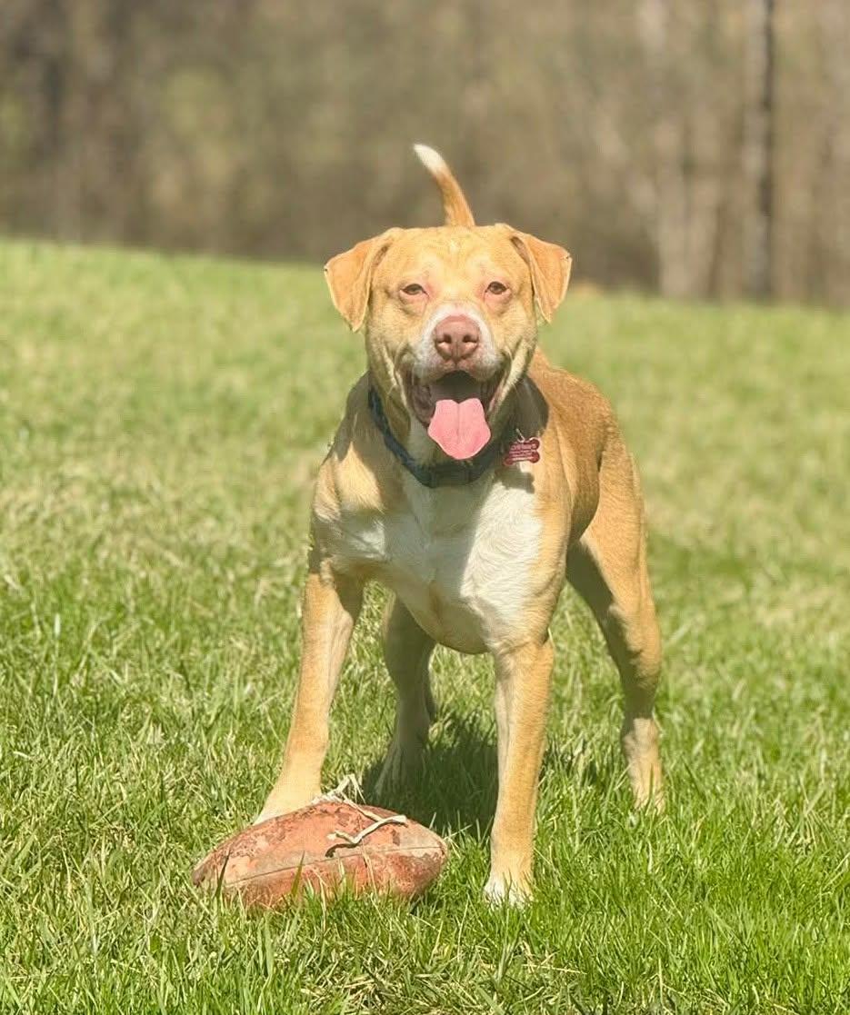 Enlarge Geo, a ADOPTABLE mixed breed in Maybrook, NY image 3/6